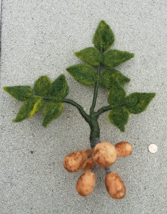 Kartoffelpflanze